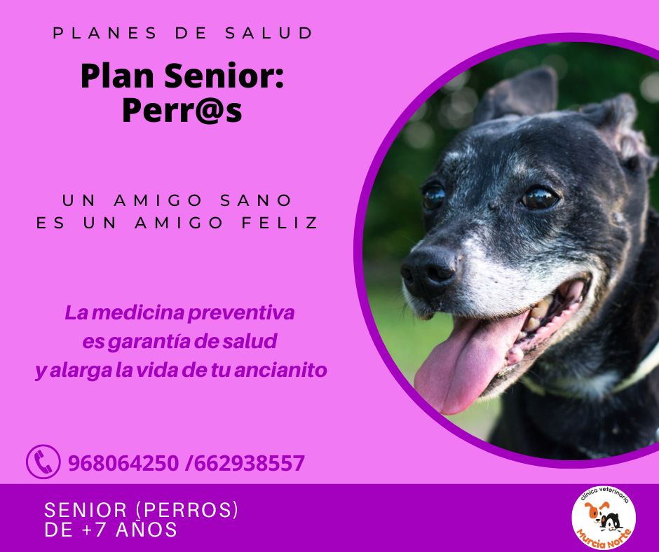 plan salud perro, planes de salud, medicina preventiva veterinaria, plan salud murcia